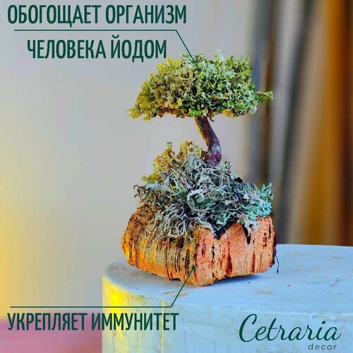 Бонсай 16 см, интерьерный декор сухоцветы / Цетрария живая, дерево из исландского мха