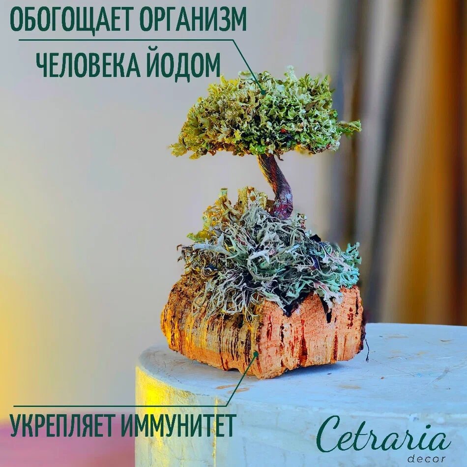 Бонсай 16 см, интерьерный декор сухоцветы / Цетрария живая, дерево из исландского мха