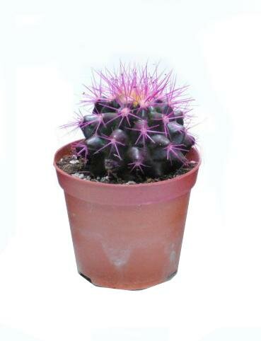 Эхинокактус Грузони фиолетовый - Echinocactus grusonii painted D7 H12