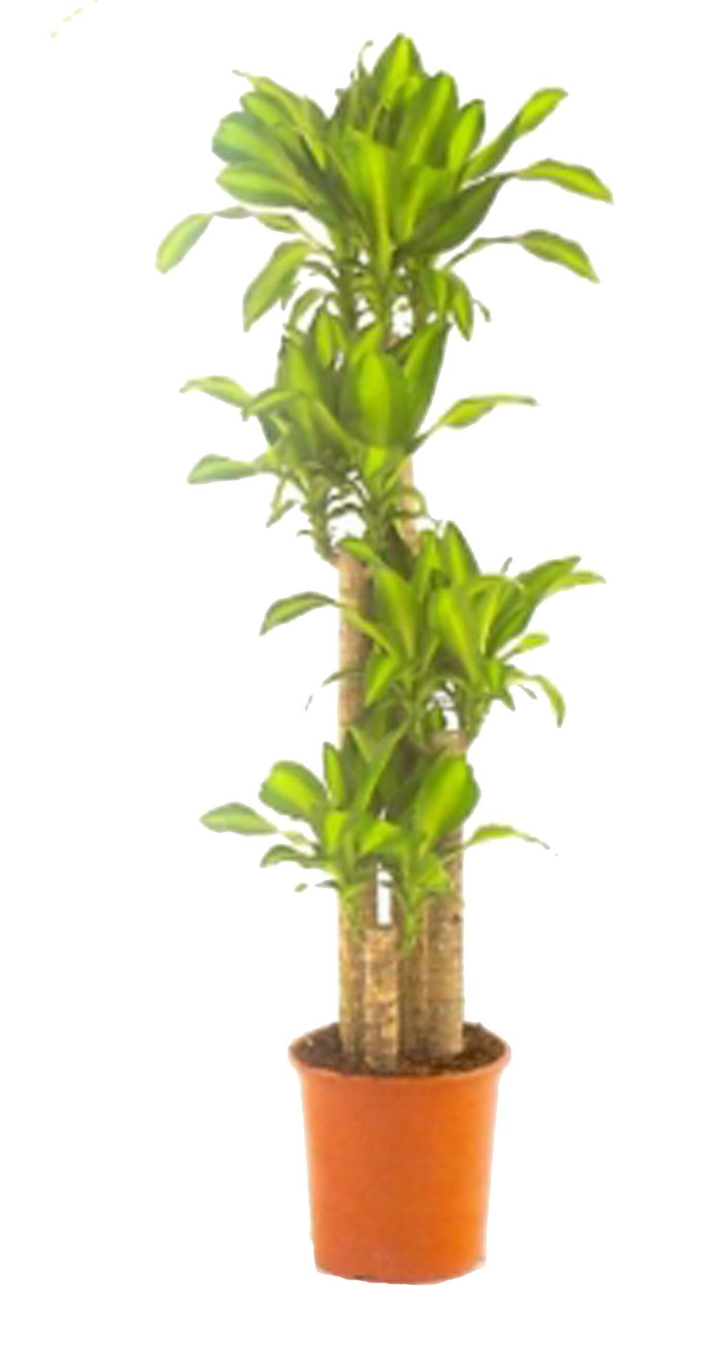 Драцена Массанжеана 4 ствола - Dracaena Massangeana D21 H100