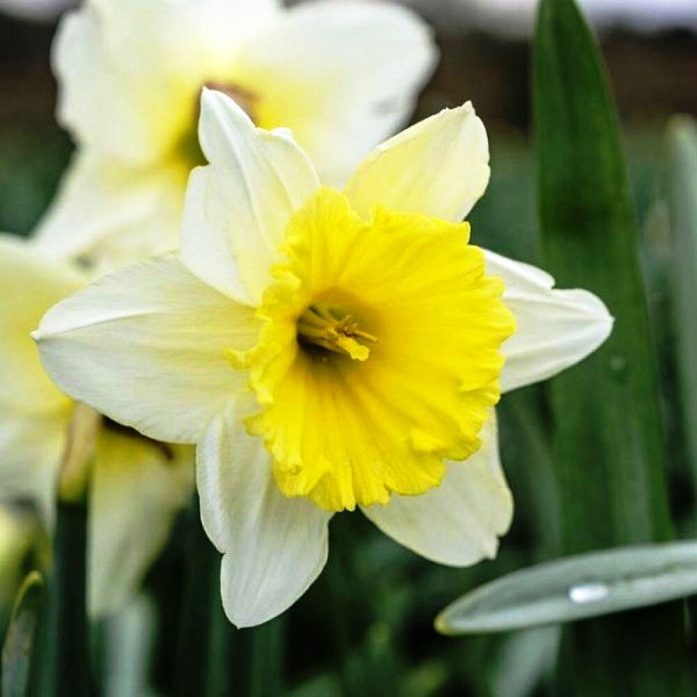 Нарцисс Айс Фоллис 10 шт
