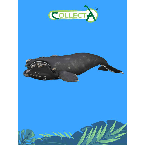Фигурка морского животного Collecta, Южный кит фигурка морского животного collecta детеныш моржа