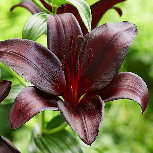 Луковицы Лилия азиатская Найт Райдер 2 шт 1095₽