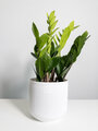 Замиокулкас в пластиковом кашпо с дренажной системой Росси VipSet 1.9л, цвет черный, дм 14 см, выс 40-50 см, комнатное растение живое