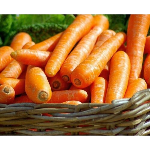 Коллекционные семена моркови Проще простого проще простого
