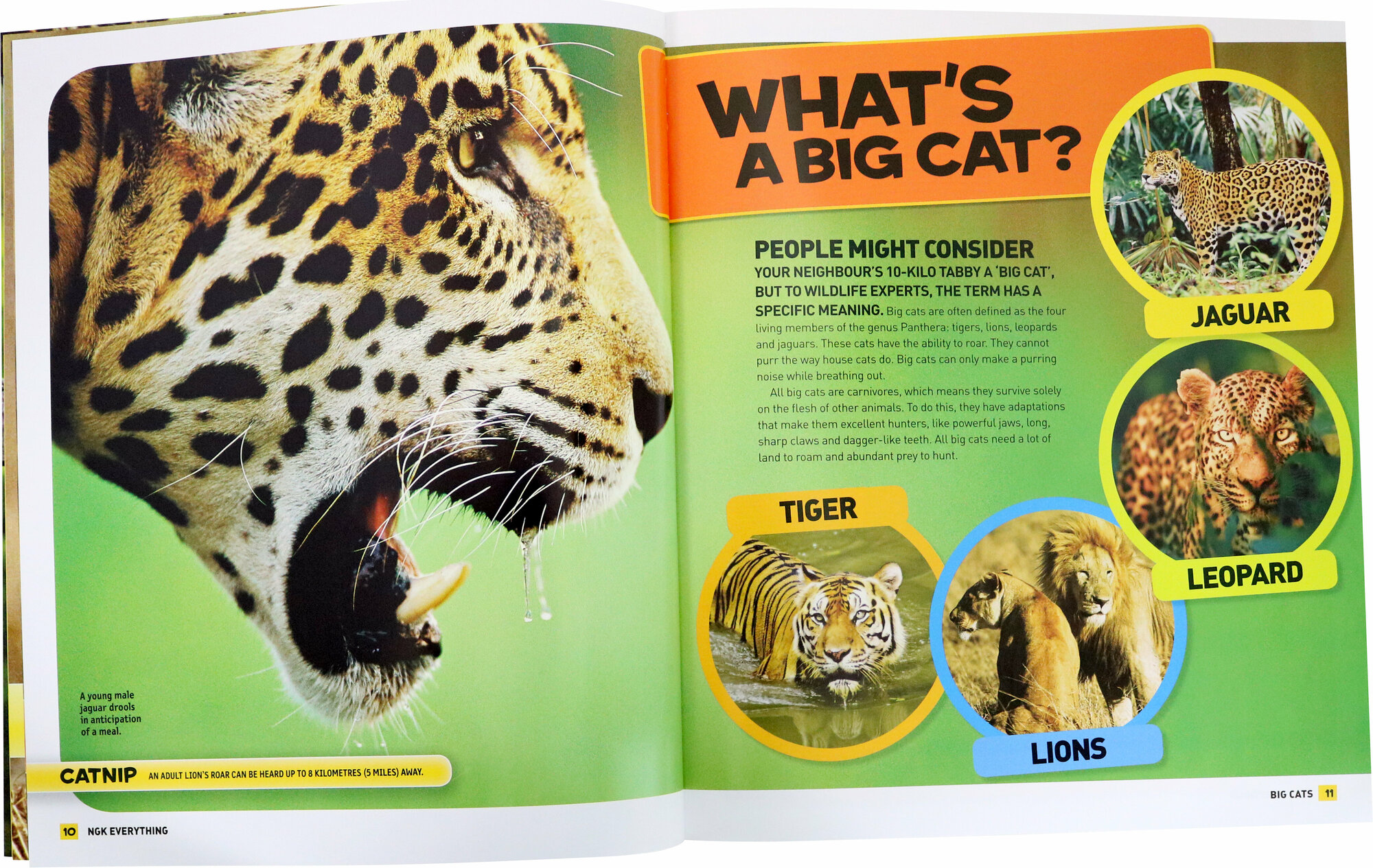 Big Cats (National Geographic Kids) - фото №3