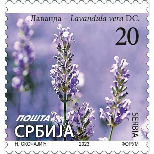 Почтовые марки Сербия 2023г. Лаванда (Lavandula vera) Цветы, Флора MNH