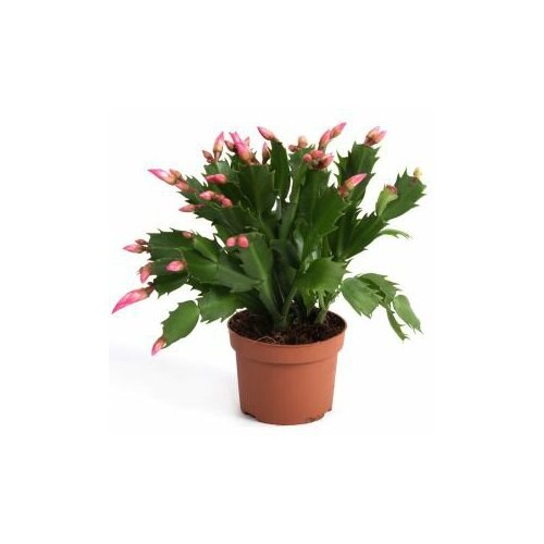 Зигокактус (в бутонах)