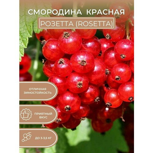 Саженцы смородины красной Розетта (Rosetta)