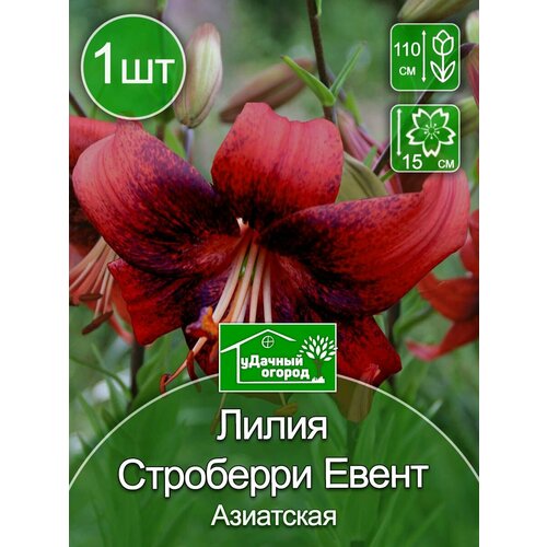Лилия Строберри Евент 1 шт. луковичные цветы лилия от гибриды алтари