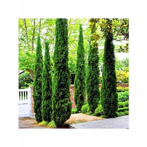 Семена, кипарис пирамидальный