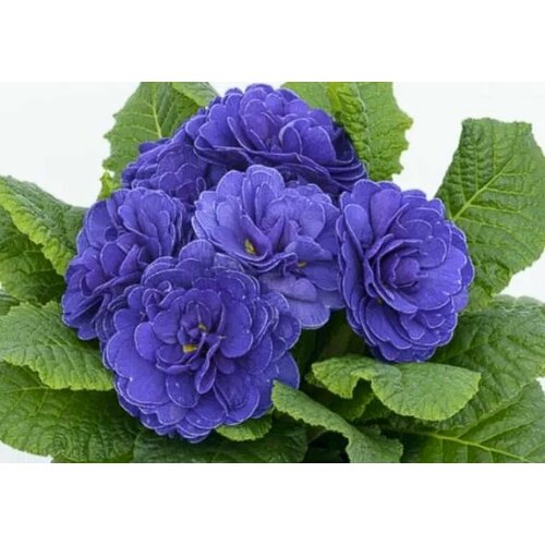 Примула Прима Беларина Океан Блю (Primula Prima Belarina Ocean Blue) махровая