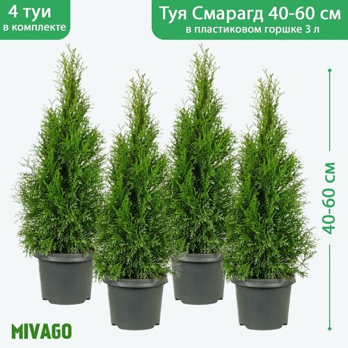 Туя западная Смарагд C3, высота 40-60 см, диаметр горшка 19 см, 4 саженца зеленый