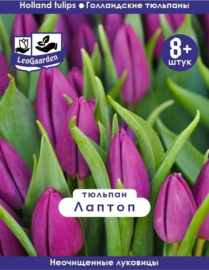 Тюльпан Луковица, Лаптоп, 8+ шт