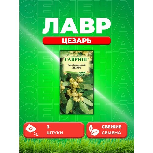 Лавр благородный Цезарь, 3шт, Гавриш, семена комнатных цветов гавриш лавр гранат и кофе