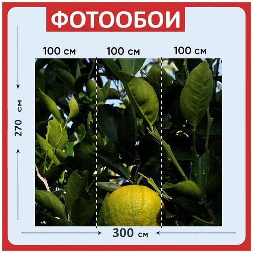 Фотообои Оранжевый плоды завод 300x270 см флизелиновыена стену 3970₽