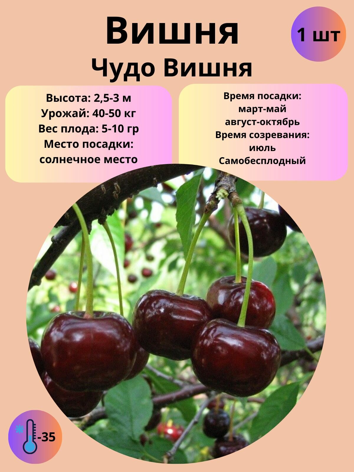 Вишня Чудо Вишня плодово-ягодное дерево, саженец 1 шт