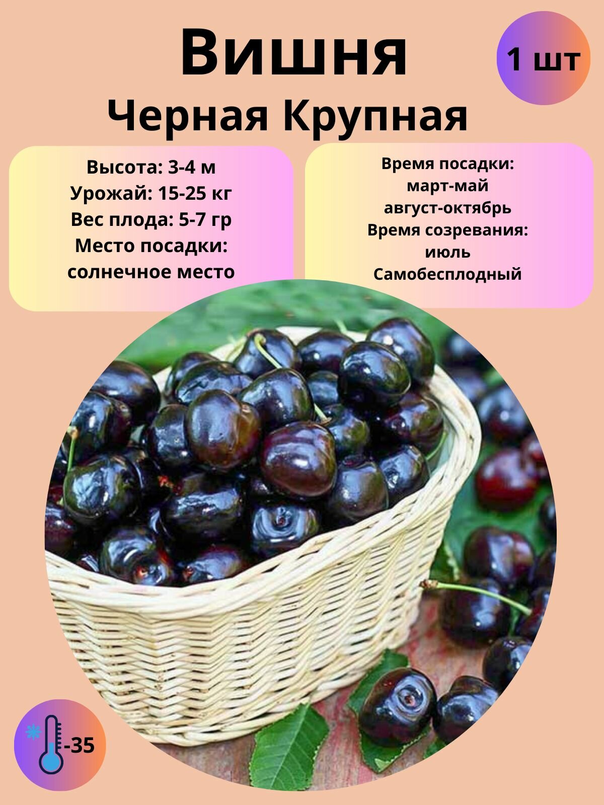 Вишня Черная крупная плодово-ягодное дерево, саженец 1 шт