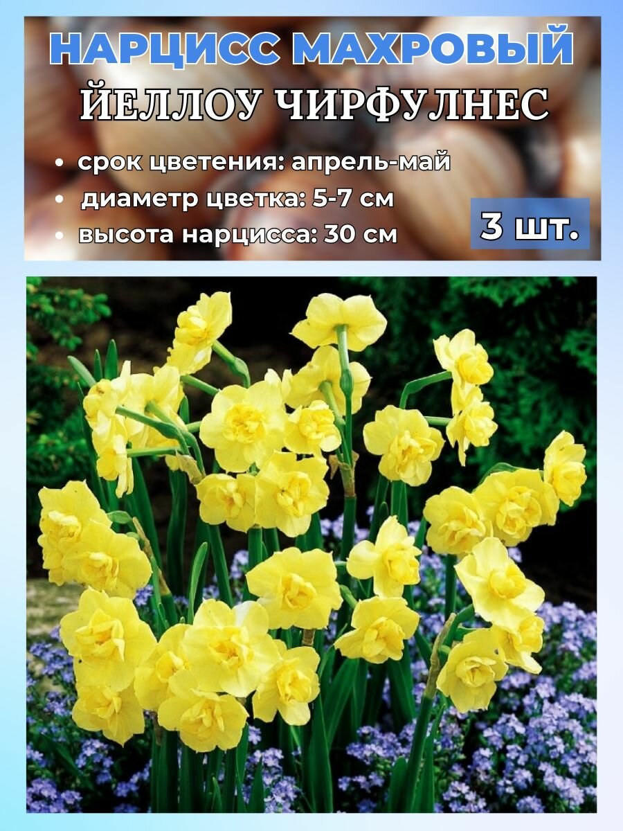 Нарцисс махровый. луковицы 3 штуки