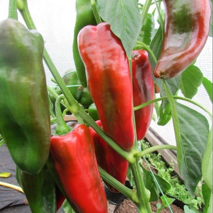 Семена Deodar SEEDS COMPANY Перец сладкий Фрай Тайп 10 шт.