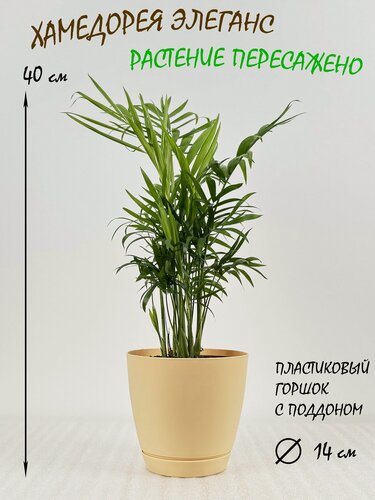 Изображение товара Хамедорея в кремовом пластиковом горшке с поддоном, высота 40-45см