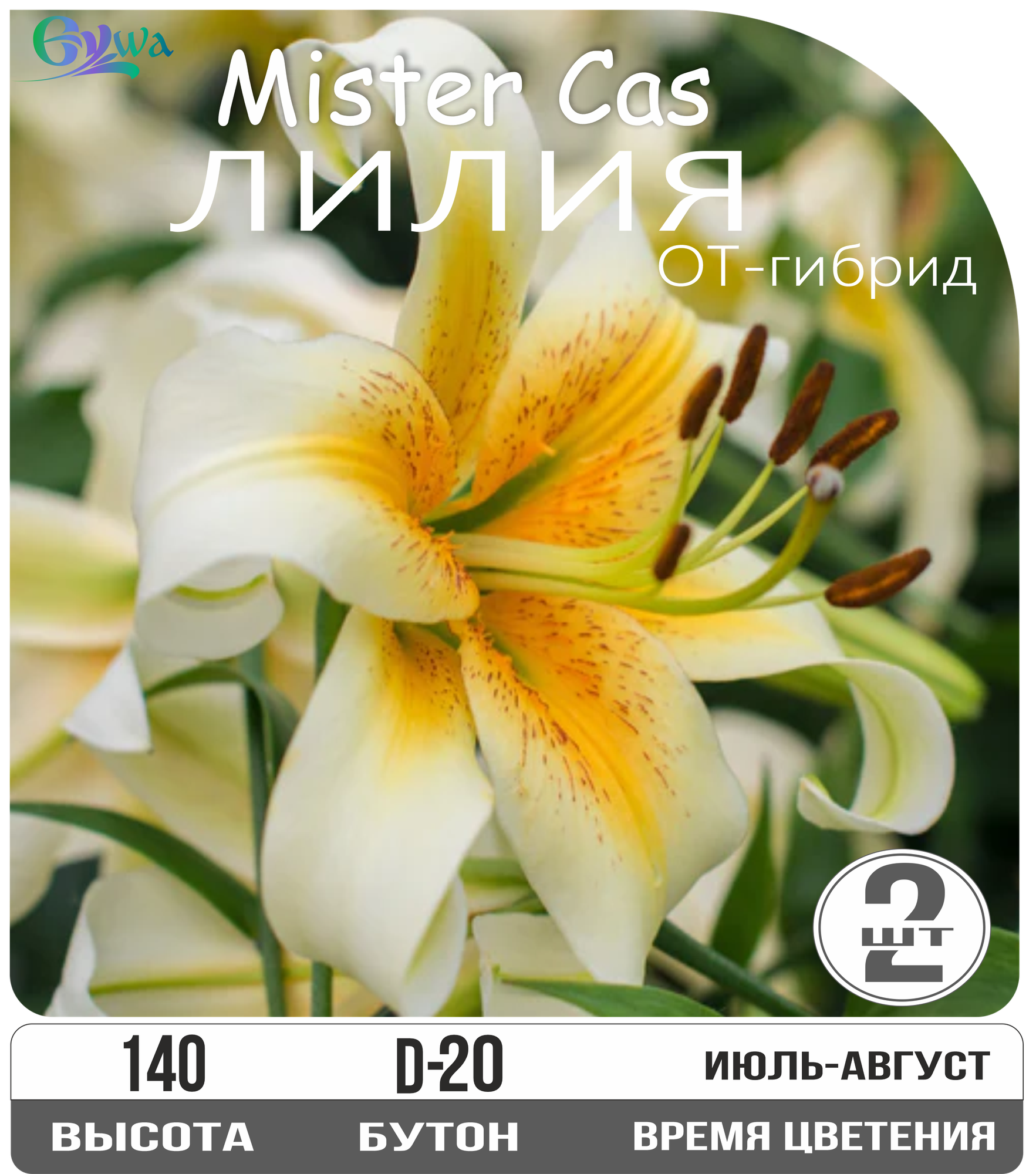 Лилия луковицы многолетние Мистер Кас от-гибрид высота 140 см белый с оранжевым центром 2шт.