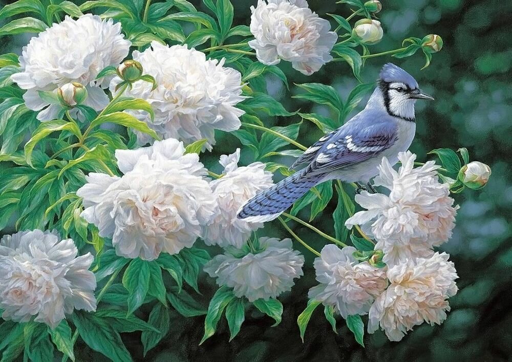 Рисунок на ткани Каролинка "Сойка в пионах" 26x36 см, Птицы Цветы