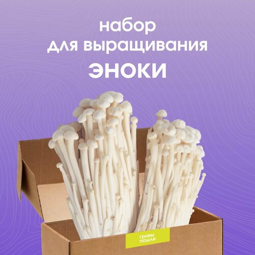 Набор для выращивания грибов Эноки 1300₽