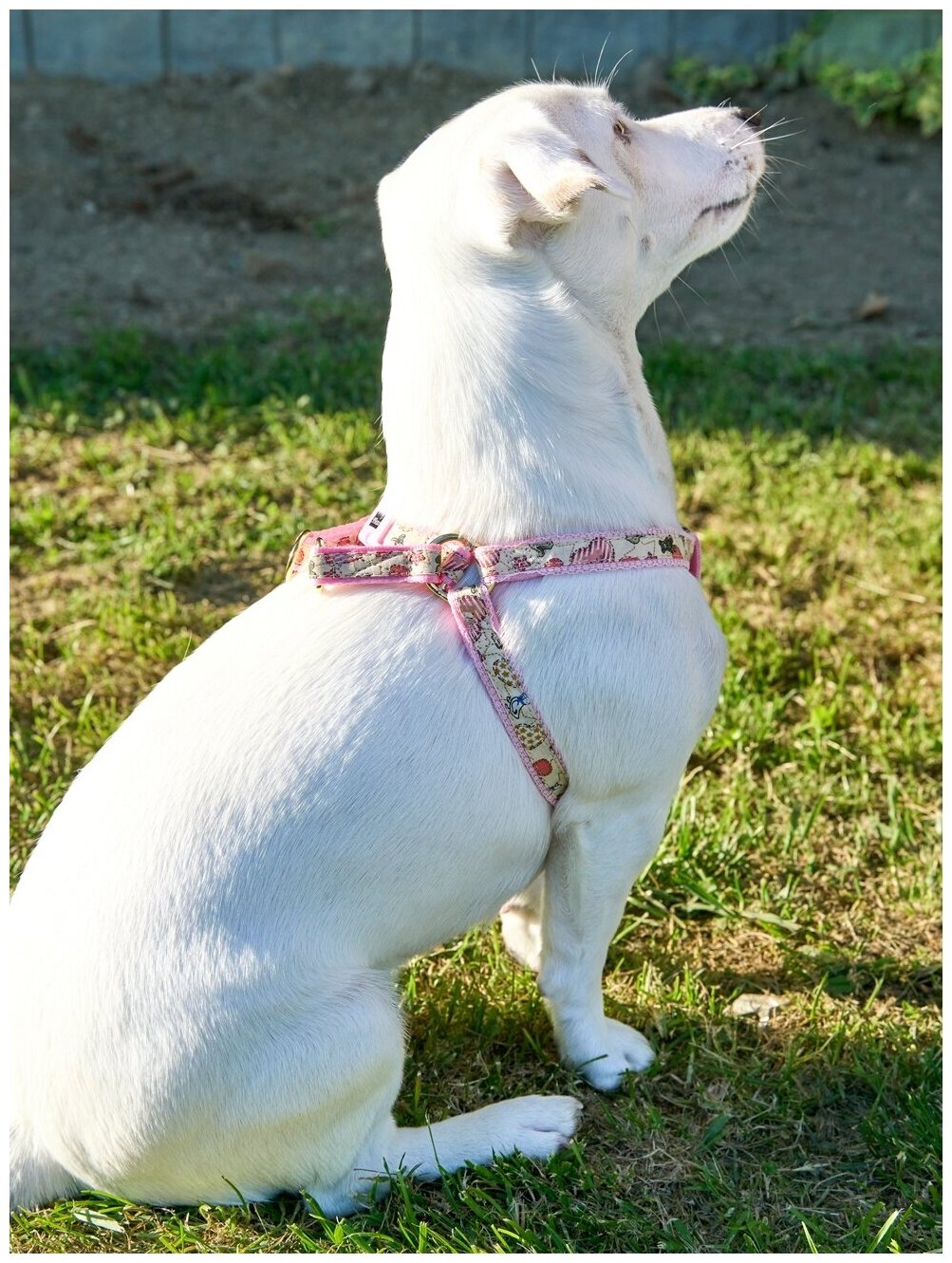 Шлейка для собак Japan Premium Pet / шлейка буржуа для собак мелких пород, цвет розовый, размер SS - фотография № 3