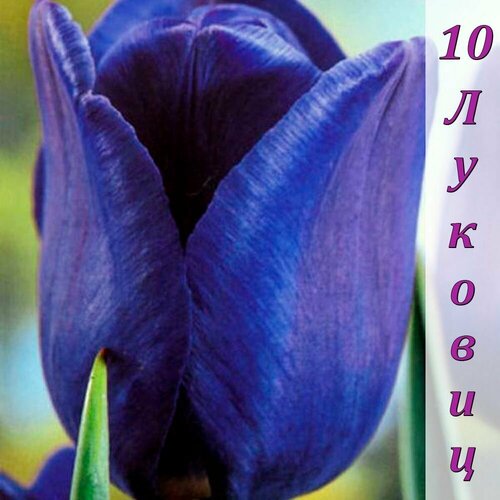 Тюльпан поздний фиолетовый с голубым Синее достижение 10 штук (5шт/уп * 2 упаковки) 1/12, высота - 50 см Darit