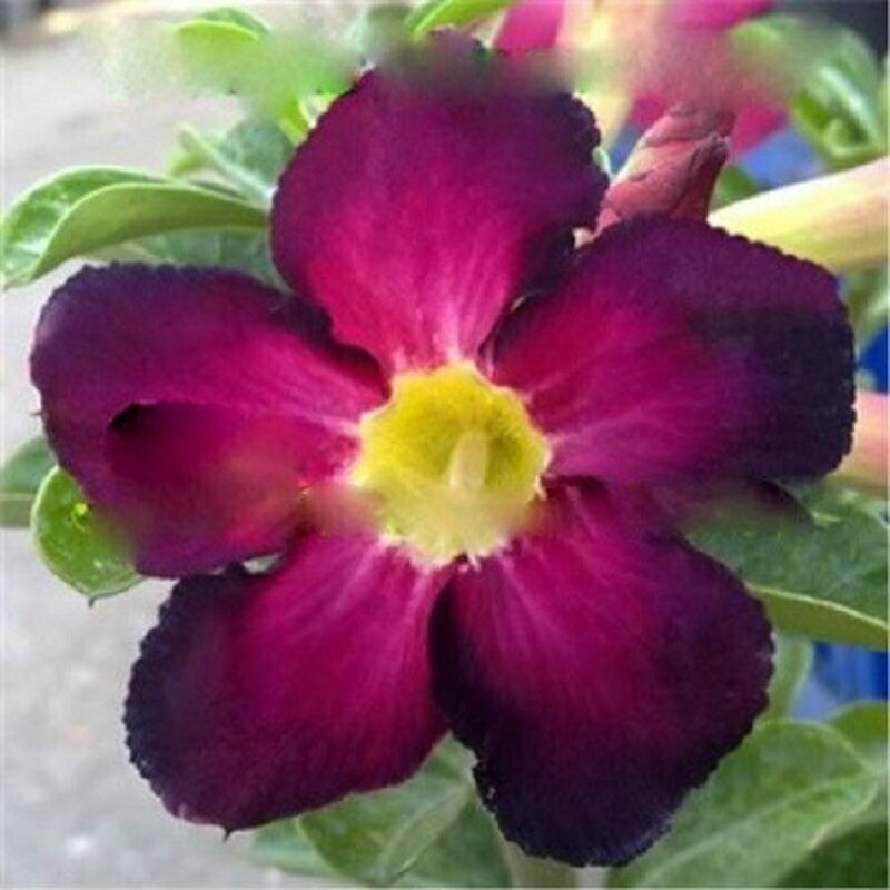 Адениум Adenium Obesum Desert Rose PURPLE INNOVATION семена цветы