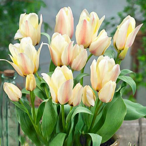 Тюльпан Многоцветковая Альбион Стар (Tulipa multiflowered) Луковицы/Разбор 10/12/Открытая (ОКС)