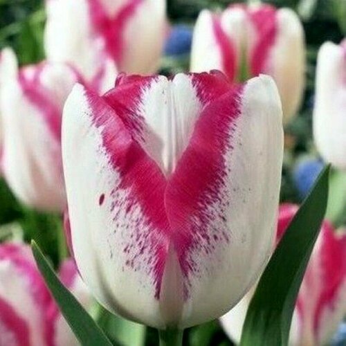 Тюльпан триумф Дель Пьеро (Tulipa) Луковицы/Разбор 10/12/Открытая (ОКС)