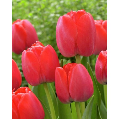 Тюльпан Дарвиновы гибриды Ред Прайд (Tulipa) Луковицы/Разбор 10/12/Открытая (ОКС)