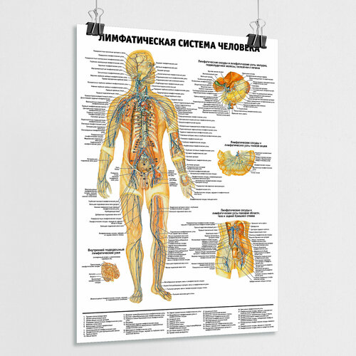 Плакат по анатомии человека "Лимфатическая система человека" / ламинированный / А-0 (84x119 см.)