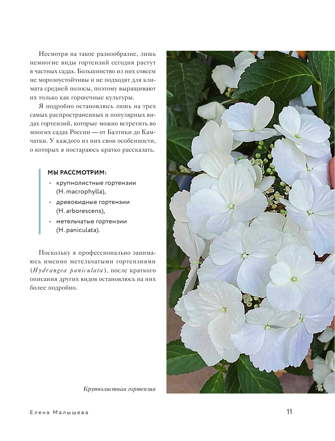 Гортензии в саду. Практическая книга для нетипичного садовода - фото №16