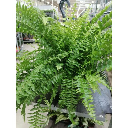 Живое растение в горшке Папоротник Нефролепис Грин Момент 4600₽