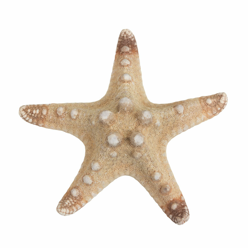 Звезда морская декоративная "Blumentag" MZF-001 №01 натуральный
