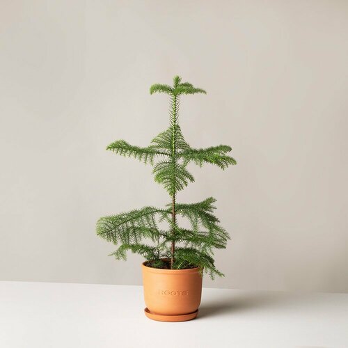Комнатные растения в горшках Roots Flowers Араукария d17