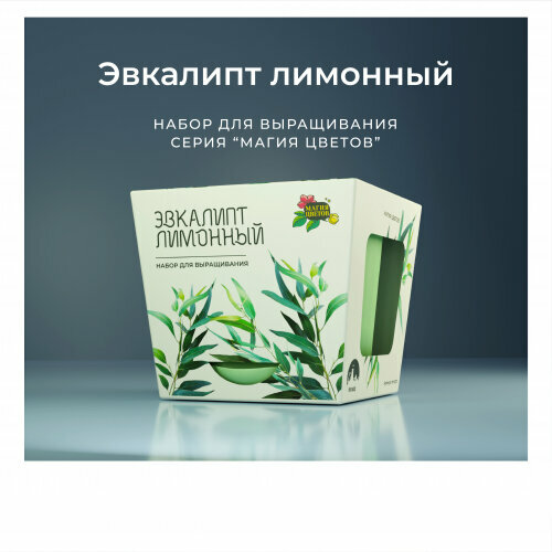 Набор для выращивания растений Магия Цветов Эвкалипт лимонный, mf-007