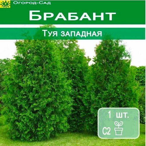 Туя Брабант С2 туя западная кинг оф брабант thuja occidentalis king of brabant саженцы горшок р9