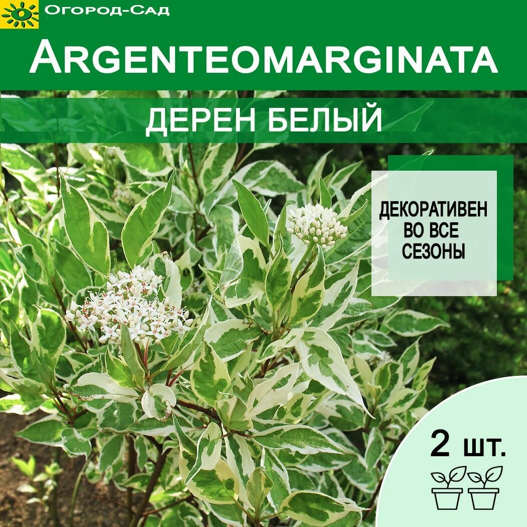 Дерен белый Cornus alba Argenteomarginata 2 штуки