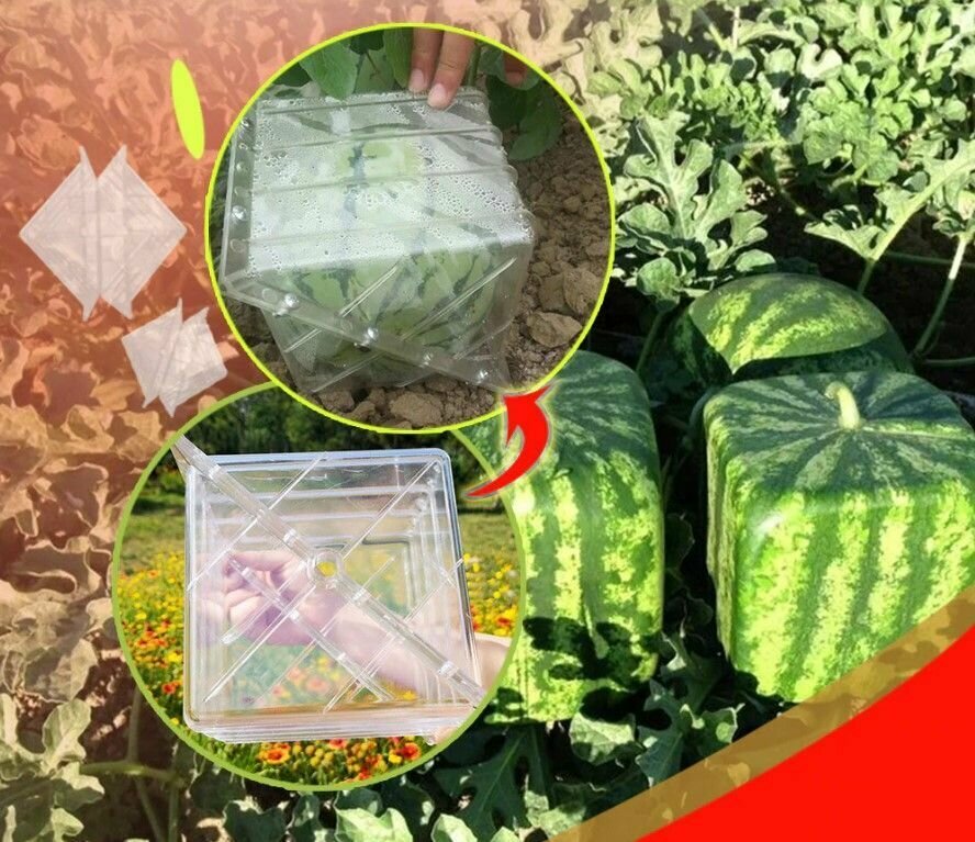 Форма Куб для выращивания фигурных арбузов