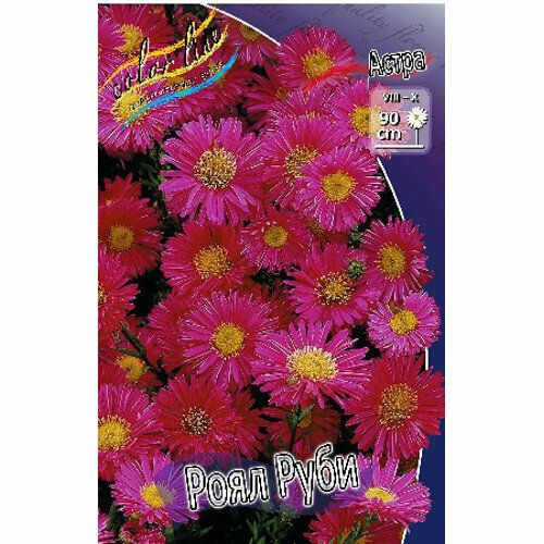 Саженец ОКС Астра новобельгийская Royal Ruby (1 шт.)