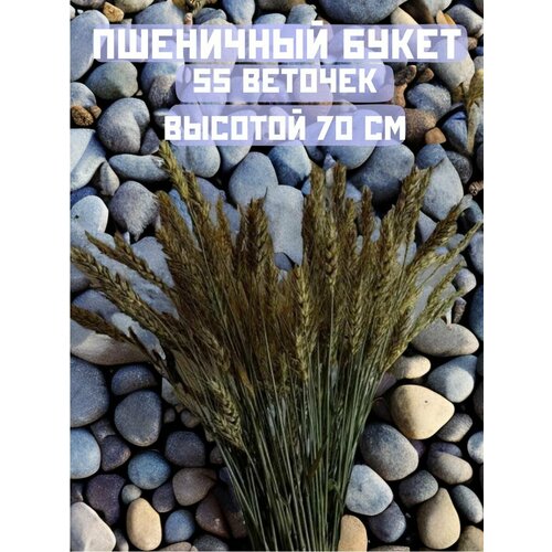 Сухоцветы пшеницы декор для дома 55 веточек 60-70см