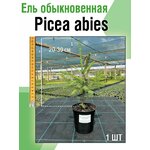 Саженец хвойных Ель обыкновенная - изображение