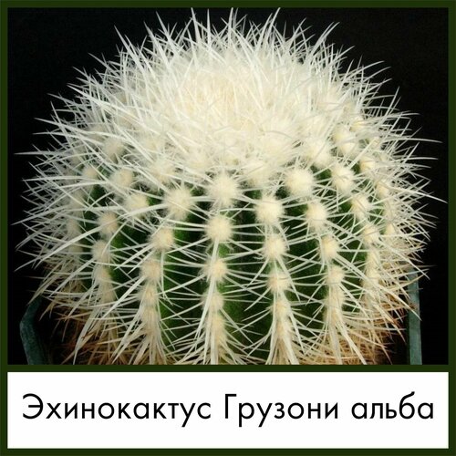 Набор для выращивания семена Кактус Эхинокактус Грузони альба (Echinocactus grusonii var. alba)