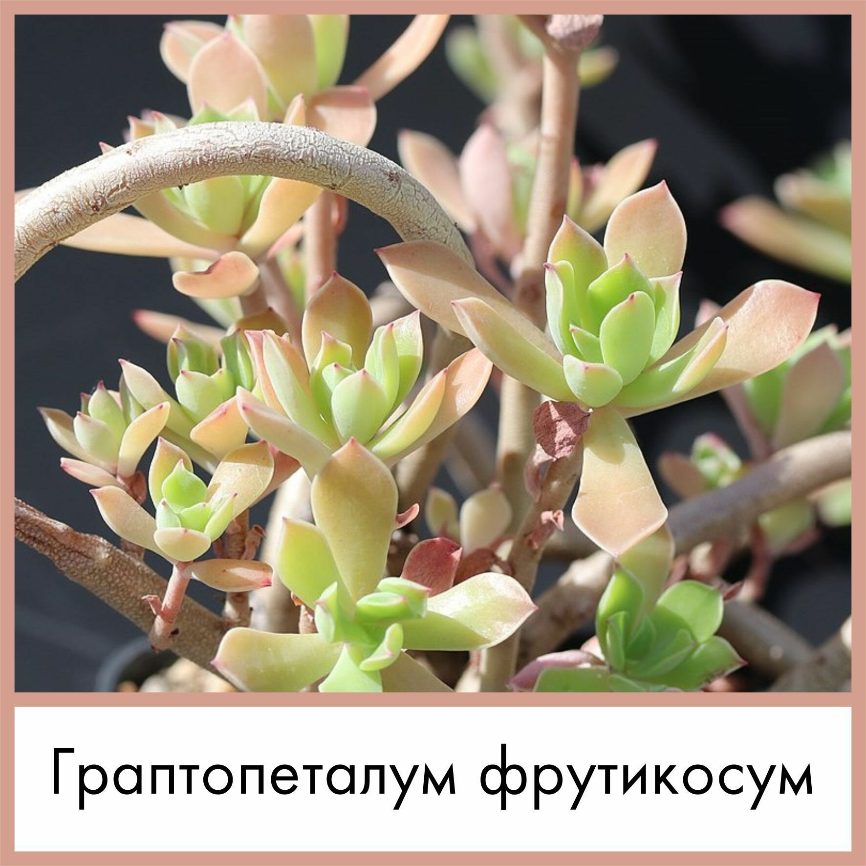 Набор для выращивания семена Суккулент Граптопеталум фрутикосум (Graptopetalum fruticosum)