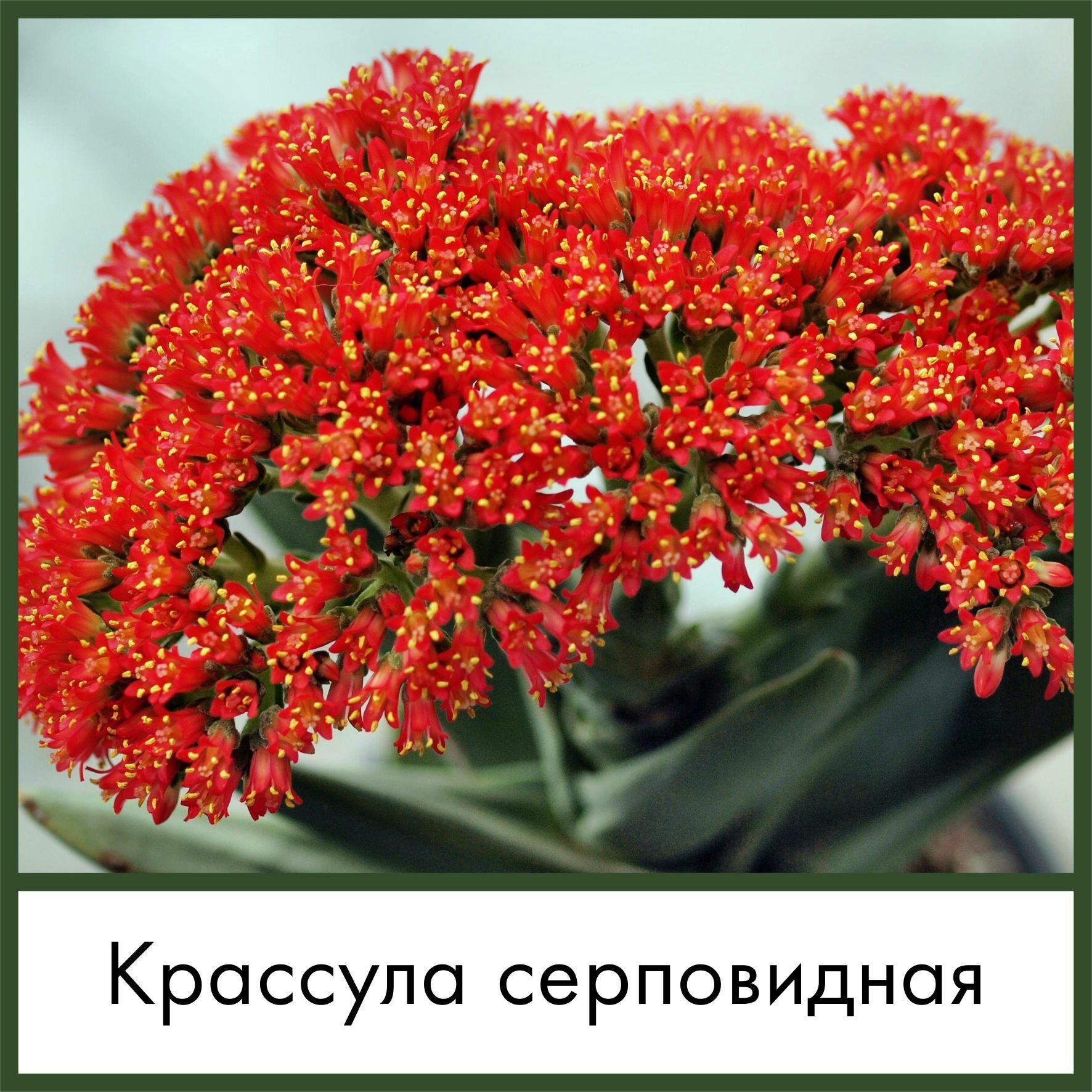 Набор для выращивания семена Суккулент Крассула серповидная (Crassula falcata Толстянка серповидная)