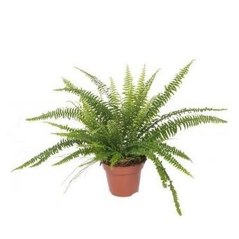 фото Нефролепис Грин Леди (D-17, H-50)